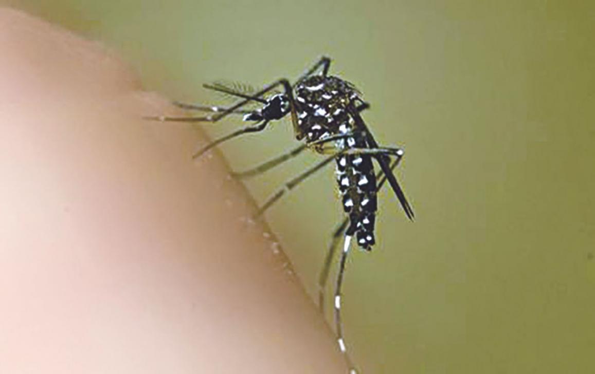Jacarezinho prepara ações contra dengue
